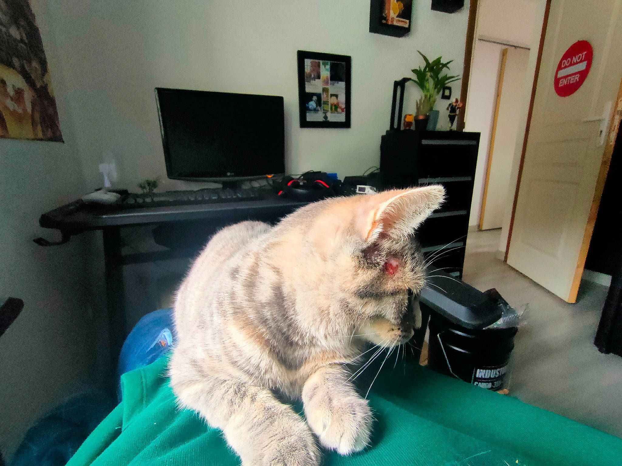 Grigri participe au concours pour gagner de l'argent avec cette photo : carnivore, cat, comfort, computer, electronic_device, felidae, grey, home_appliance, houseplant, living_room, personal_computer, picture_frame, plant, room, small_to_medium_sized_cats, table, tail, television, television_set, whiskers