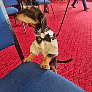 Milo is registered to the contest to win money with this photo: dog, small_dog, bow_tie, shirt, blue_chair, red_carpet, indoor, furniture, leash, blur, motion, paws, standing, people, walking, legs, collar, table, background, room