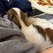 Luna joined the competition — help win amazing prizes! back, bed, bedding, blanket, brown_and_white, close_up, cozy, curled_up, dog, ear, fur, head, indoor, nap, pet, plush, resting, sleeping, small_dog, soft_texture