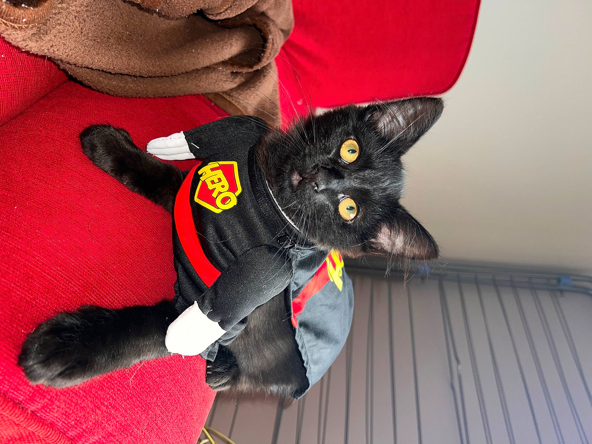 Krokmou a rejoint le concours — aidez-le/la à gagner de superbes lots ! black_cat, bombay, cap, carmine, carnivore, cat, comfort, domestic_short_haired_cat, fashion_accessory, felidae, fur, hat, headgear, sleeve, small_to_medium_sized_cats, snout, stuffed_toy, sun_hat, tail, whiskers