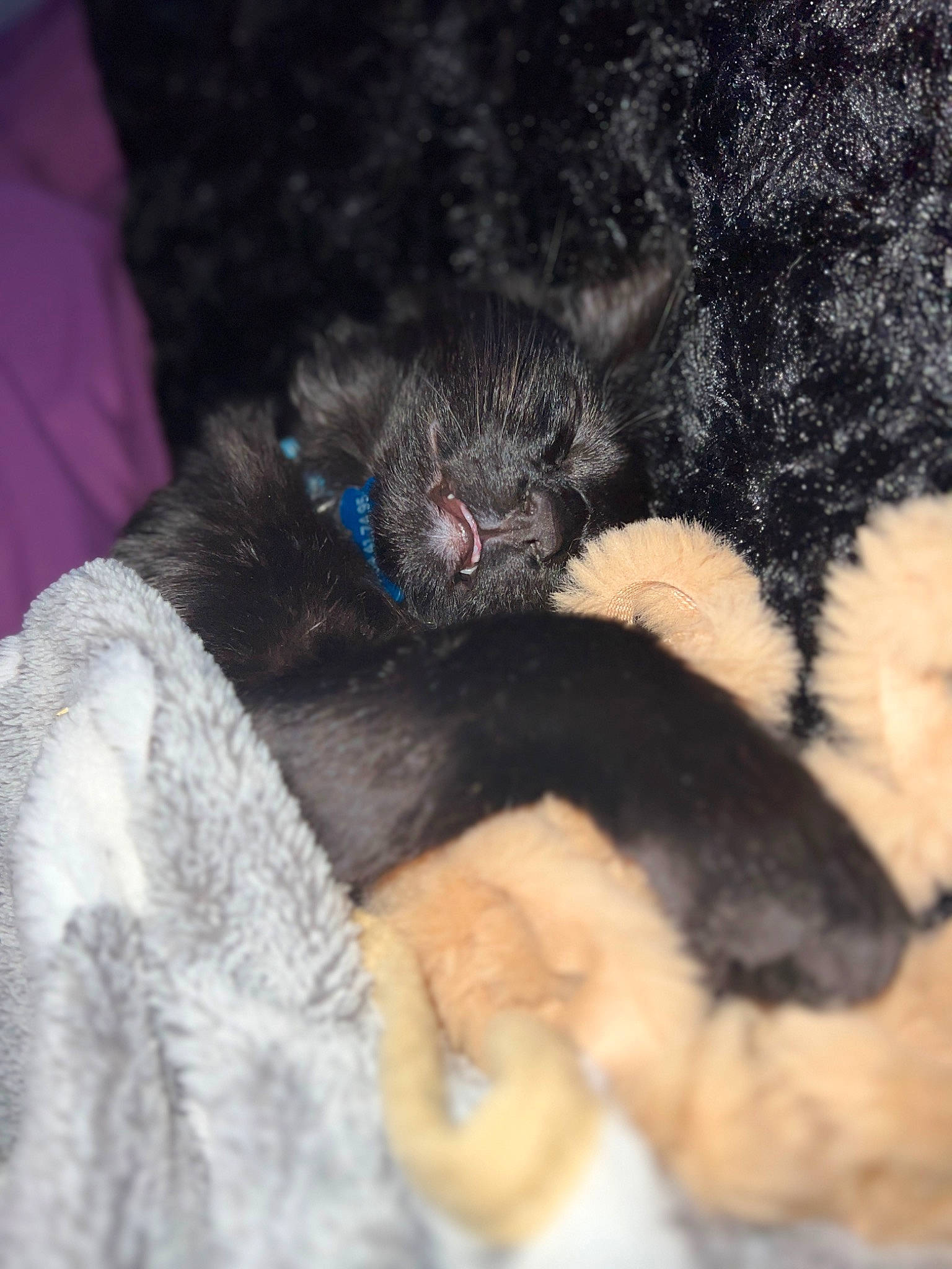 Krokmou a rejoint le concours — aidez-le/la à gagner de superbes lots ! black_cat, canidae, carnivore, claw, comfort, companion_dog, dog_breed, felidae, fur, nap, paw, primate, small_to_medium_sized_cats, snout, sporting_group, tail, terrestrial_animal, toy_dog, whiskers, wool