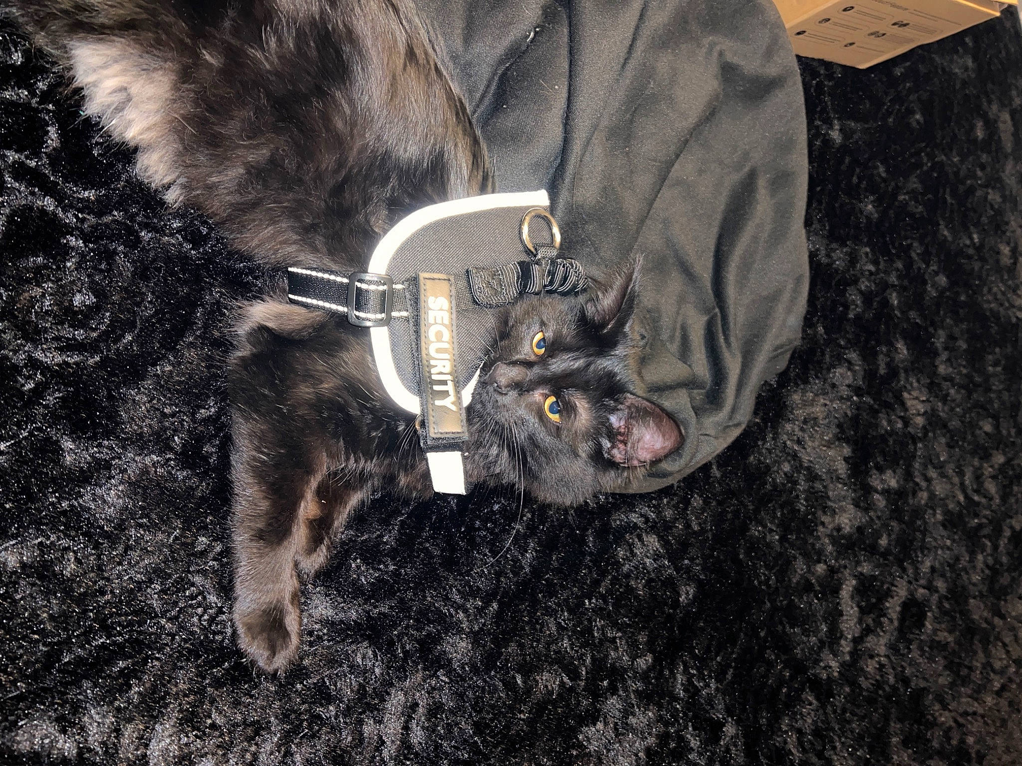 Krokmou a rejoint le concours — aidez-le/la à gagner de superbes lots ! canidae, carnivore, cat, claw, denim, dog_breed, domestic_short_haired_cat, fawn, felidae, fur, grey, sleeve, small_to_medium_sized_cats, snout, soil, sporting_group, tail, terrestrial_animal, whiskers, working_animal