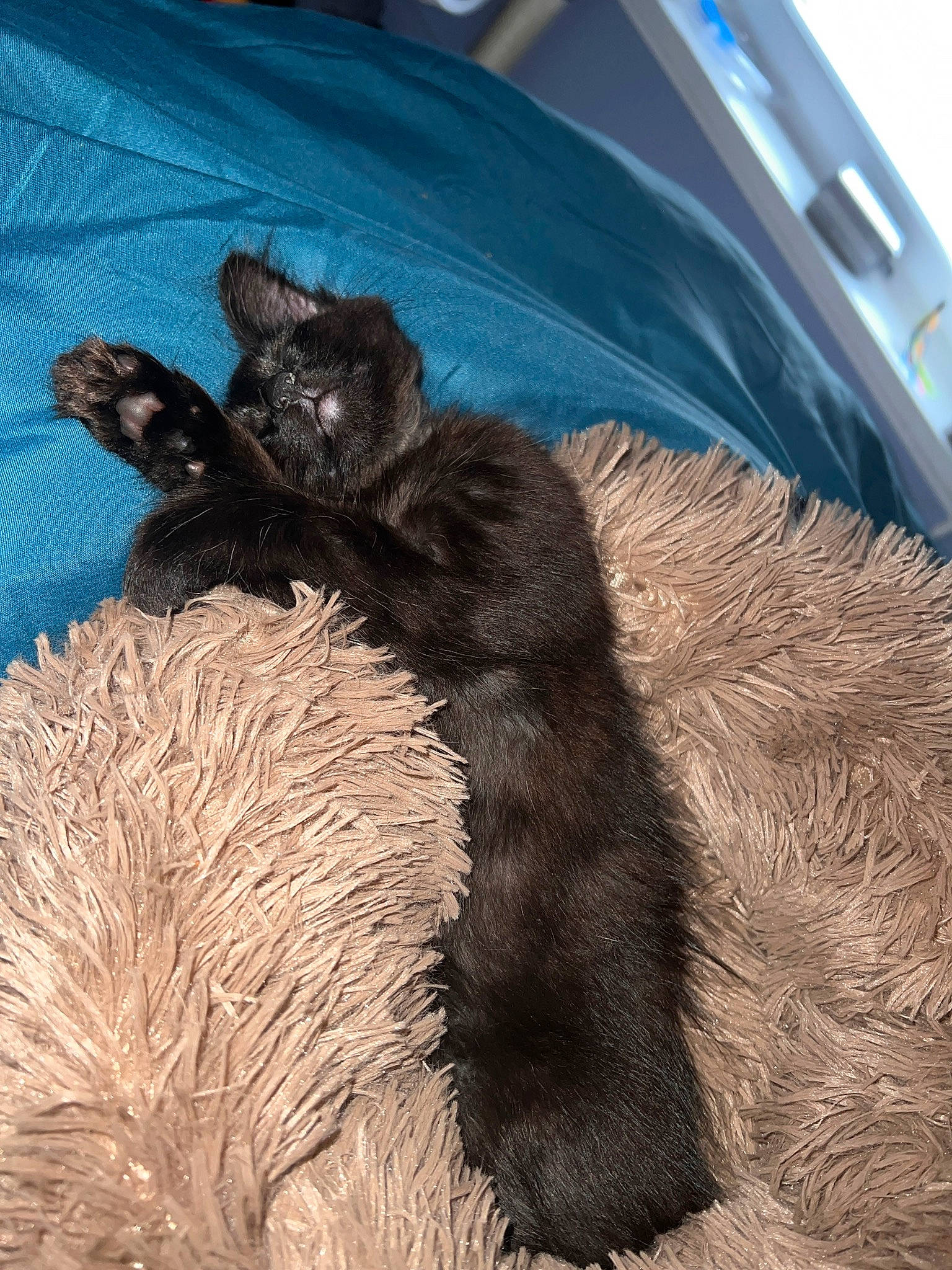 Krokmou a rejoint le concours — aidez-le/la à gagner de superbes lots ! black_cat, bombay, canidae, carnivore, cat, claw, comfort, dog_breed, electric_blue, felidae, fur, nap, natural_material, paw, small_to_medium_sized_cats, tail, terrestrial_animal, whiskers