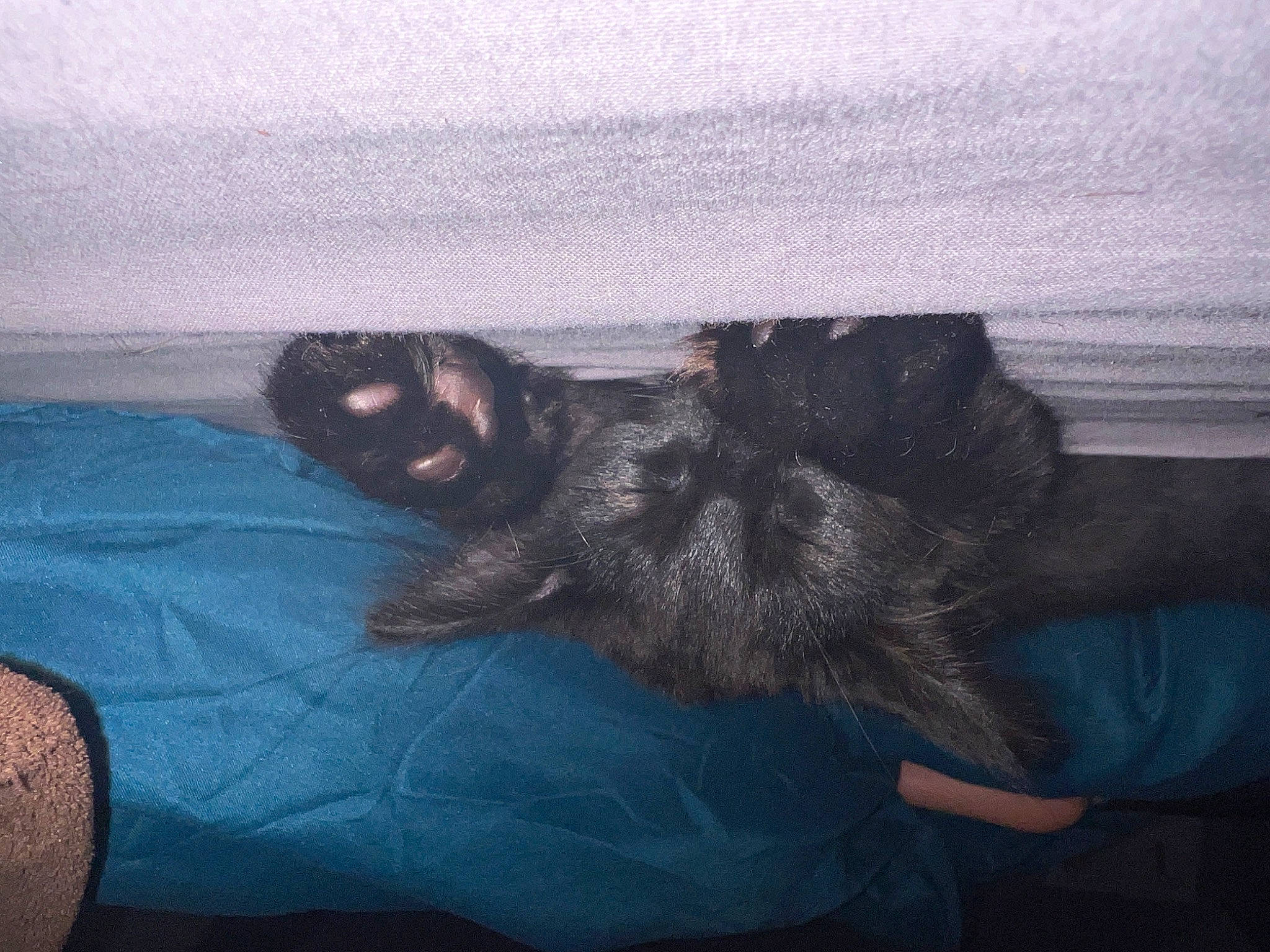 Krokmou a rejoint le concours — aidez-le/la à gagner de superbes lots ! black_cat, carnivore, claw, cloud, comfort, companion_dog, dog_breed, domestic_short_haired_cat, electric_blue, felidae, fur, gesture, grey, human_leg, linens, paw, small_to_medium_sized_cats, snout, tail, whiskers