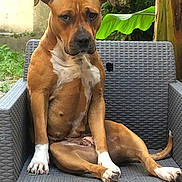 Sanka participe au concours pour gagner de l'argent avec cette photo : dog, brown_dog, white_patches, sitting, chair, outdoor, wicker_chair, pet, animal, leaf, greenery, nature, furniture, relaxed, canine, paw, tail, portrait, calm, backyard