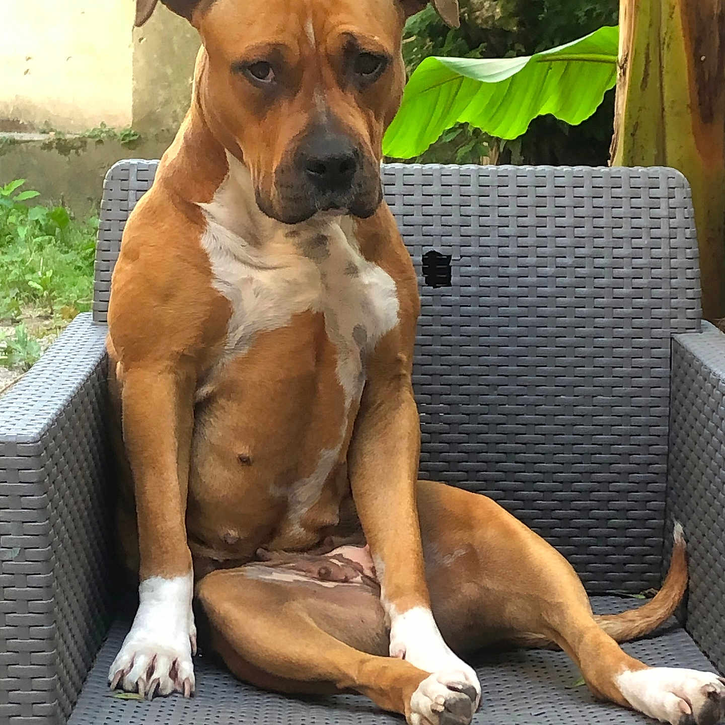 Sanka participe au concours pour gagner de l'argent avec cette photo : dog, brown_dog, white_patches, sitting, chair, outdoor, wicker_chair, pet, animal, leaf, greenery, nature, furniture, relaxed, canine, paw, tail, portrait, calm, backyard