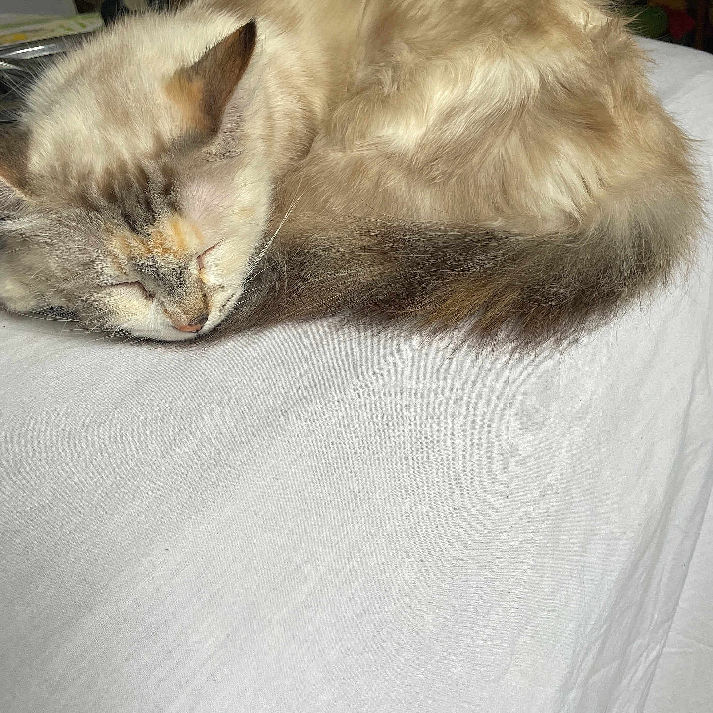 Kaline a rejoint le concours — aidez-le/la à gagner de superbes lots ! cat, sleeping, fluffy, curled_up, white_bed, indoor, pet, fur, cozy, relaxation, animal, whiskers, tail, closed_eyes, resting, domestic_cat, cute, calm, soft, napping