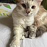 cat, fluffy, cream_color, grey_color, pet, animal, indoor, relaxed, lying_down, close_up, fur, whiskers, paws, cute, domestic_cat, young_cat, bed, soft, eyes, portrait