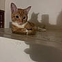 animal, cat, closeup, cute, domestic_animal, ears, face, feline, fur, ginger_cat, indoor, ledge, light, pet, relaxed, resting, shadow, shadow_play, wall, whiskers