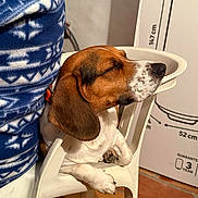 Oslo participe au concours pour gagner de l'argent avec cette photo : beagle, dog, puppy, chair, white_chair, indoor, person, blue_sweater, patterned_sweater, relaxed, closed_eyes, floor_tiles, cardboard_box, brown_fur, white_fur, paw, nose, ear, cozy, leaning