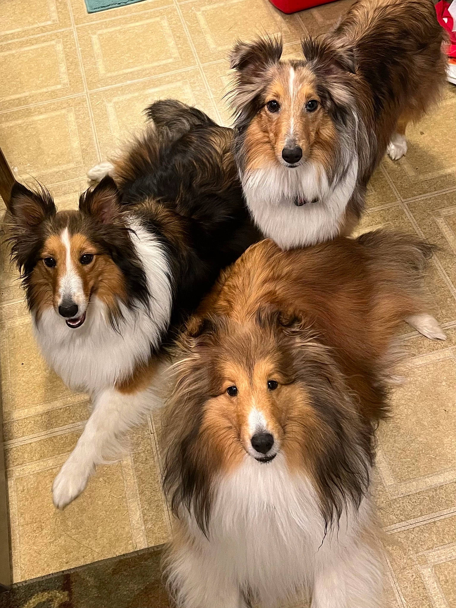 Luna is registered to the contest to win money with this photo: ancient_dog_breeds, canidae, carnivore, collie, companion_dog, dog, dog_breed, fur, herding_dog, rough_collie, scotch_collie, shetland_sheepdog, snout, sporting_group, terrestrial_animal, whiskers, working_animal, working_dog