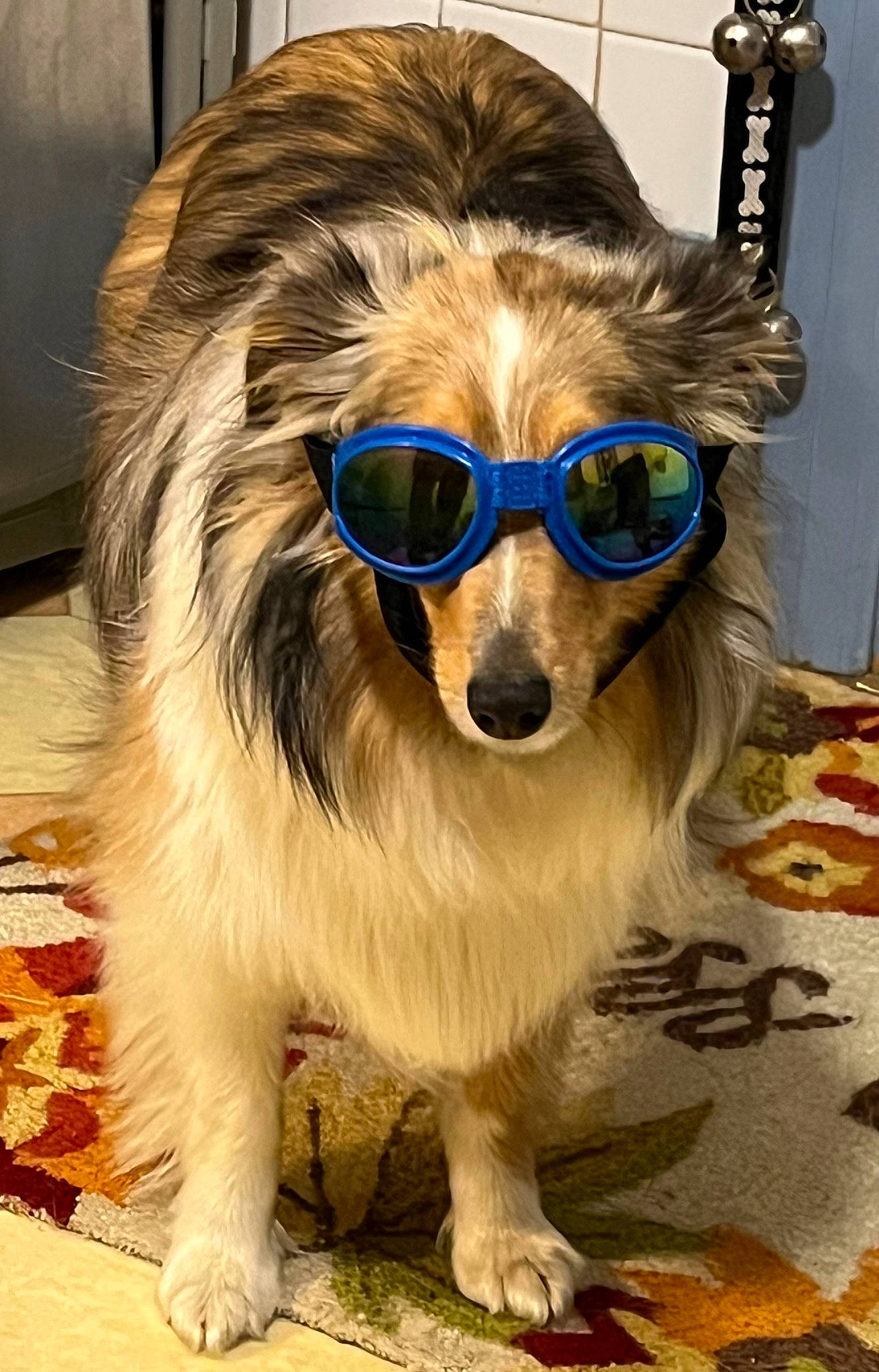 Luna joined the competition — help win amazing prizes! carnivore, companion_dog, dog, dog_breed, dog_clothes, dog_supply, eyewear, fashion_accessory, fawn, fur, glasses, goggles, personal_protective_equipment, pet_supply, snout, sporting_group, sunglasses, vision_care, whiskers, working_animal