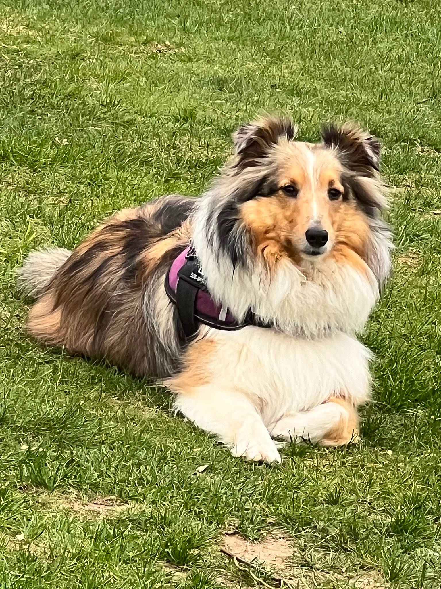 Luna is registered to the contest to win money with this photo: canidae, carnivore, clock, companion_dog, dog, dog_breed, dog_supply, fur, grass, herding_dog, leash, plant, rough_collie, scotch_collie, small_terrier, sporting_group, terrier, toy_dog, water_dog, working_dog