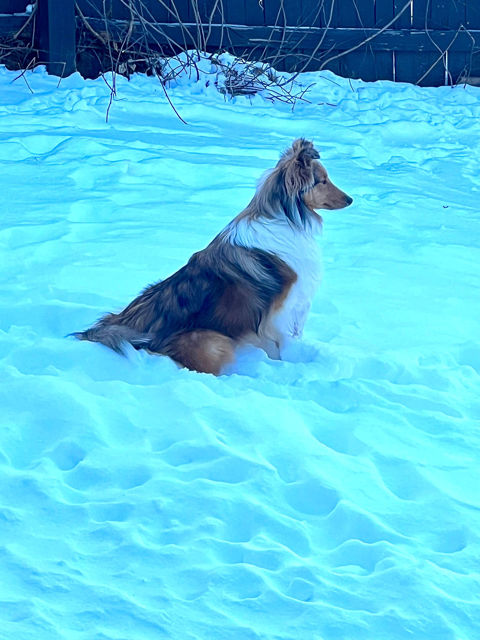 Luna joined the competition — help win amazing prizes! azure, blue, canidae, carnivore, companion_dog, dog, dog_breed, electric_blue, fawn, freezing, guard_dog, gun_dog, snout, snow, sporting_group, tail, water, winter, working_animal, working_dog