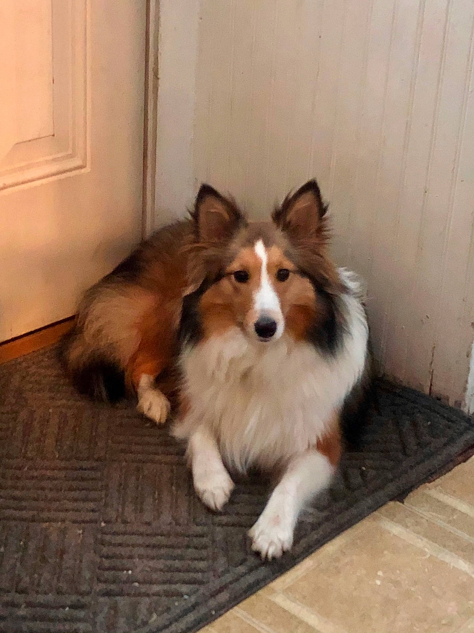 Nova is registered to the contest to win money with this photo: carnivore, collie, companion_dog, dog, dog_breed, door, fawn, flooring, fur, hardwood, herding_dog, rough_collie, scotch_collie, shetland_sheepdog, sporting_group, tail, terrestrial_animal, whiskers, wood, working_animal