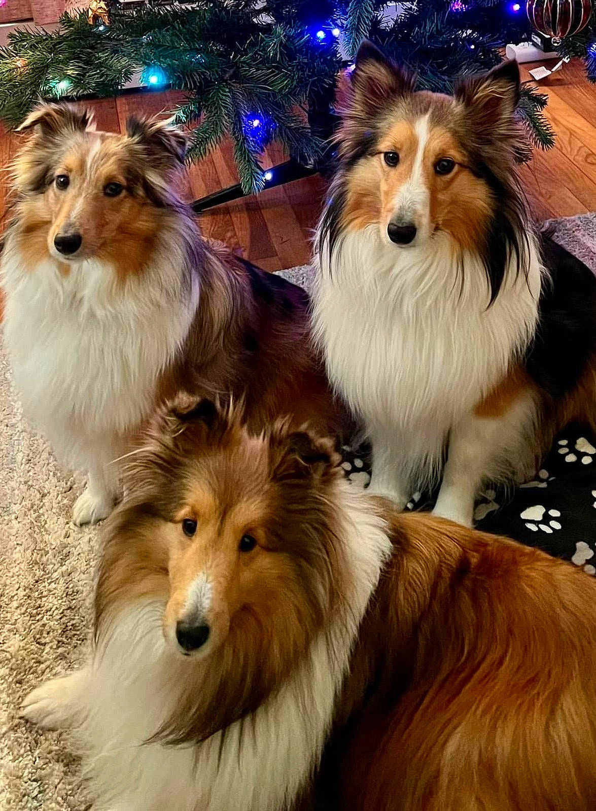Nova is registered to the contest to win money with this photo: ancient_dog_breeds, canidae, carnivore, collie, companion_dog, dog, dog_breed, event, fur, herding_dog, holiday, light, mammal, photography, rough_collie, shetland_sheepdog, snout, vertebrate, working_dog