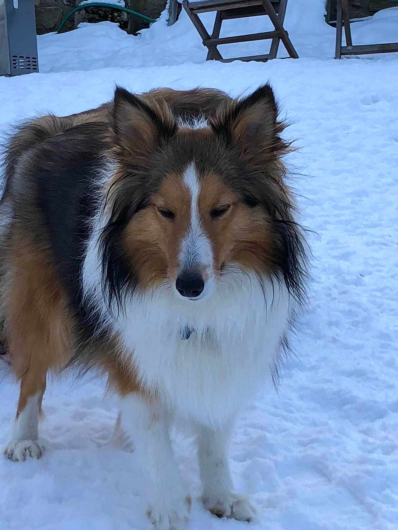 Nova joined the competition — help win amazing prizes! australian_collie, carnivore, collie, companion_dog, dog, dog_breed, freezing, fur, herding_dog, outdoor_furniture, rough_collie, shetland_sheepdog, snout, snow, terrestrial_animal, whiskers, white, winter, working_animal, working_dog