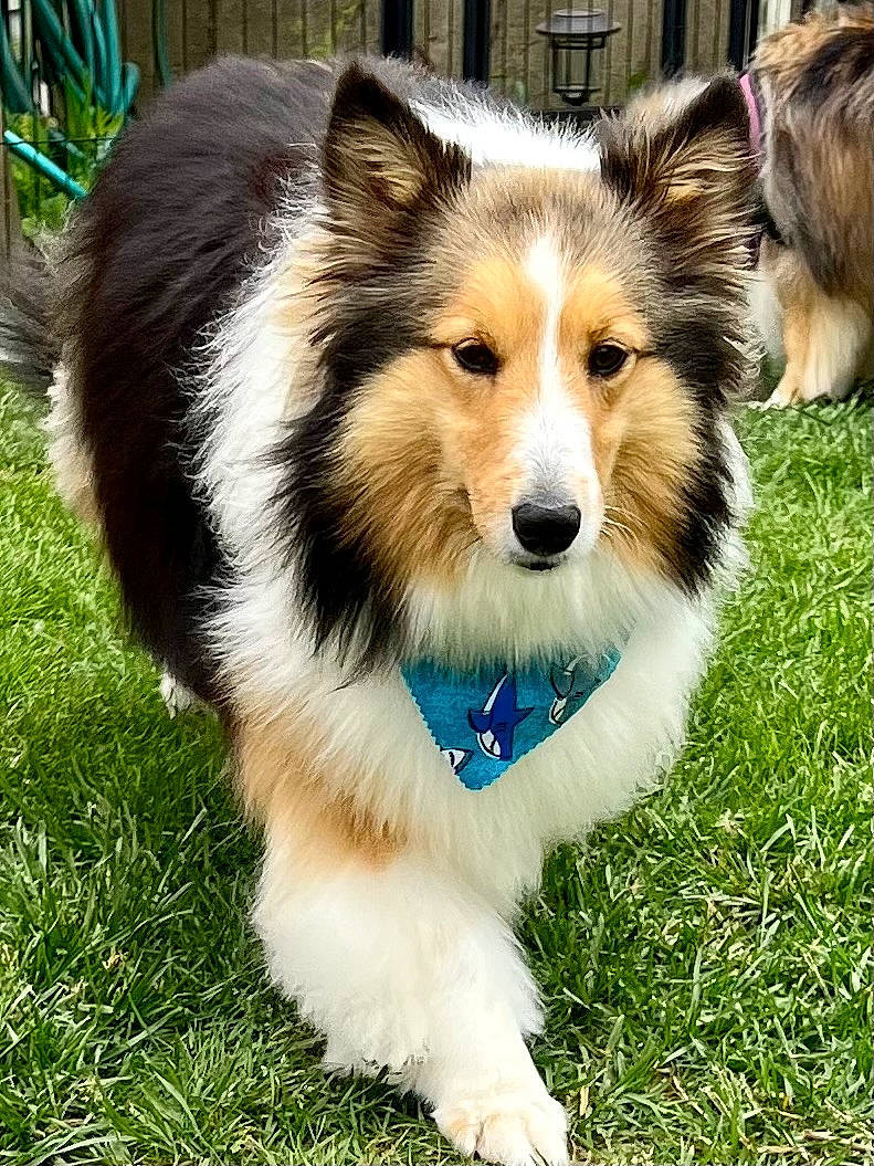 Nova joined the competition — help win amazing prizes! ancient_dog_breeds, canidae, carnivore, collie, companion_dog, dog, dog_breed, fur, grass, herding_dog, scotch_collie, shetland_sheepdog, sled_dog, smile, snout, sporting_group, terrestrial_animal, whiskers, wildlife, working_dog