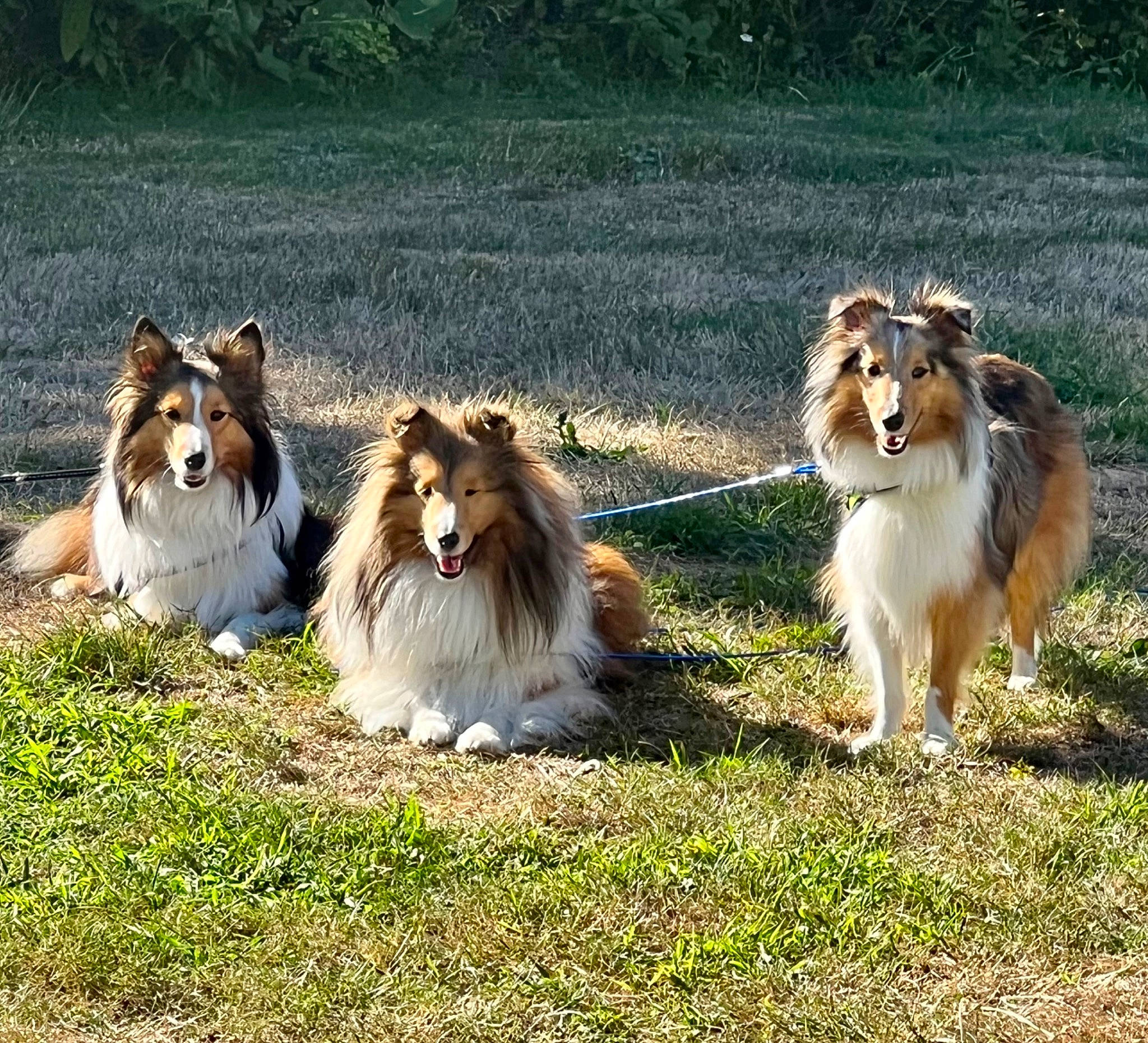 Snookie is registered to the contest to win money with this photo: canidae, carnivore, collie, companion_dog, dog, dog_breed, fang, fawn, felidae, fur, grass, grassland, herding_dog, rough_collie, shetland_sheepdog, snout, sporting_group, terrestrial_animal, whiskers, wildlife
