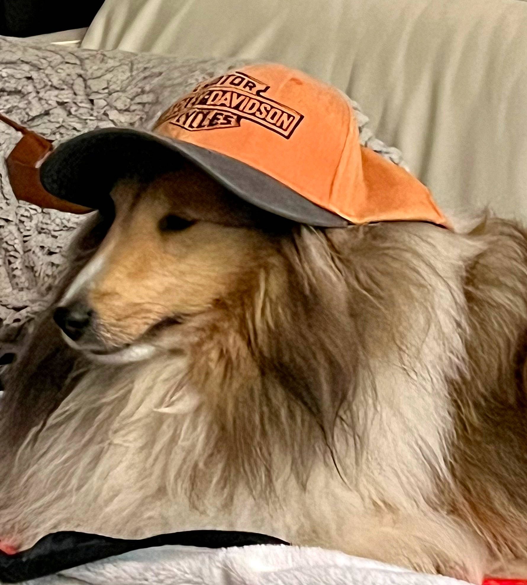 Snookie joined the competition — help win amazing prizes! canidae, cap, carnivore, companion_dog, dog, dog_breed, fashion_accessory, fawn, fur, hair, hat, helmet, terrestrial_animal, whiskers, working_animal
