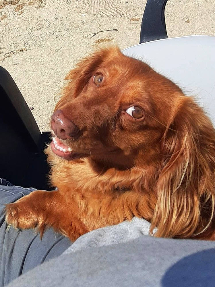 Rusty is registered to the contest to win money with this photo: canidae, carnivore, collar, companion_dog, dog, dog_breed, dog_collar, fawn, fur, gun_dog, handwriting, hunting_dog, liver, retriever, snout, spaniel, sporting_group, whiskers, working_animal