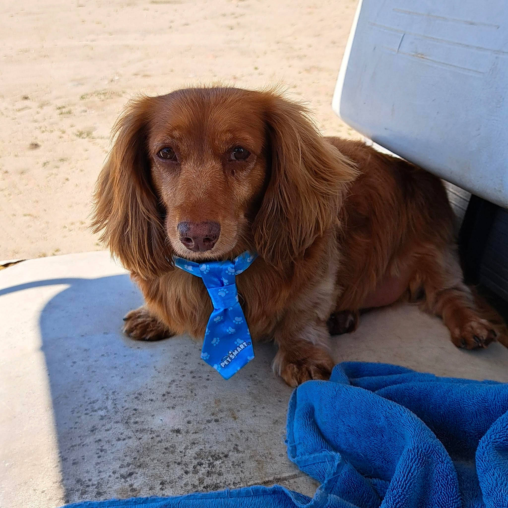 Rusty is registered to the contest to win money with this photo: box, canidae, carnivore, companion_dog, dog, dog_breed, dog_collar, dog_supply, fawn, fur, gun_dog, hunting_dog, liver, pet_supply, recreation, shipping_box, snout, sporting_group, varnish, working_animal