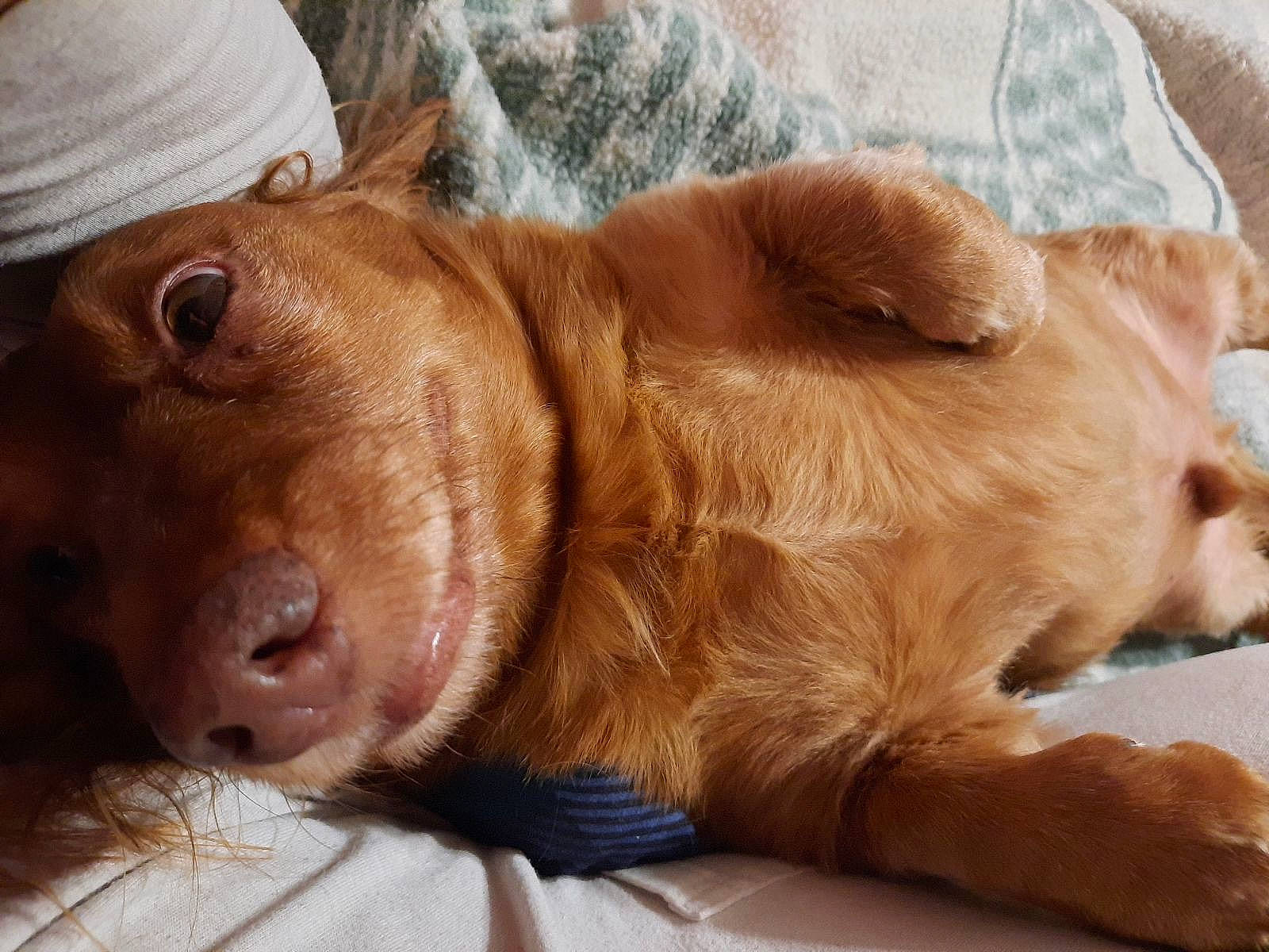 Rusty is registered to the contest to win money with this photo: canidae, carnivore, comfort, companion_dog, dog, dog_breed, ear, fawn, fur, gun_dog, liver, mammal, plant, snout, sporting_group, terrestrial_animal, vertebrate, whiskers, working_animal, wrinkle