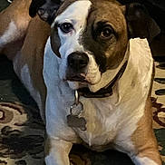 Charlie is registered to the contest to win money with this photo: dog, canine, pet, brown, white, lying_down, collar, indoor, carpet, animal, mammal, ears, face, expression, fur, looking_at_camera, domestic_animal, resting, floor, portrait