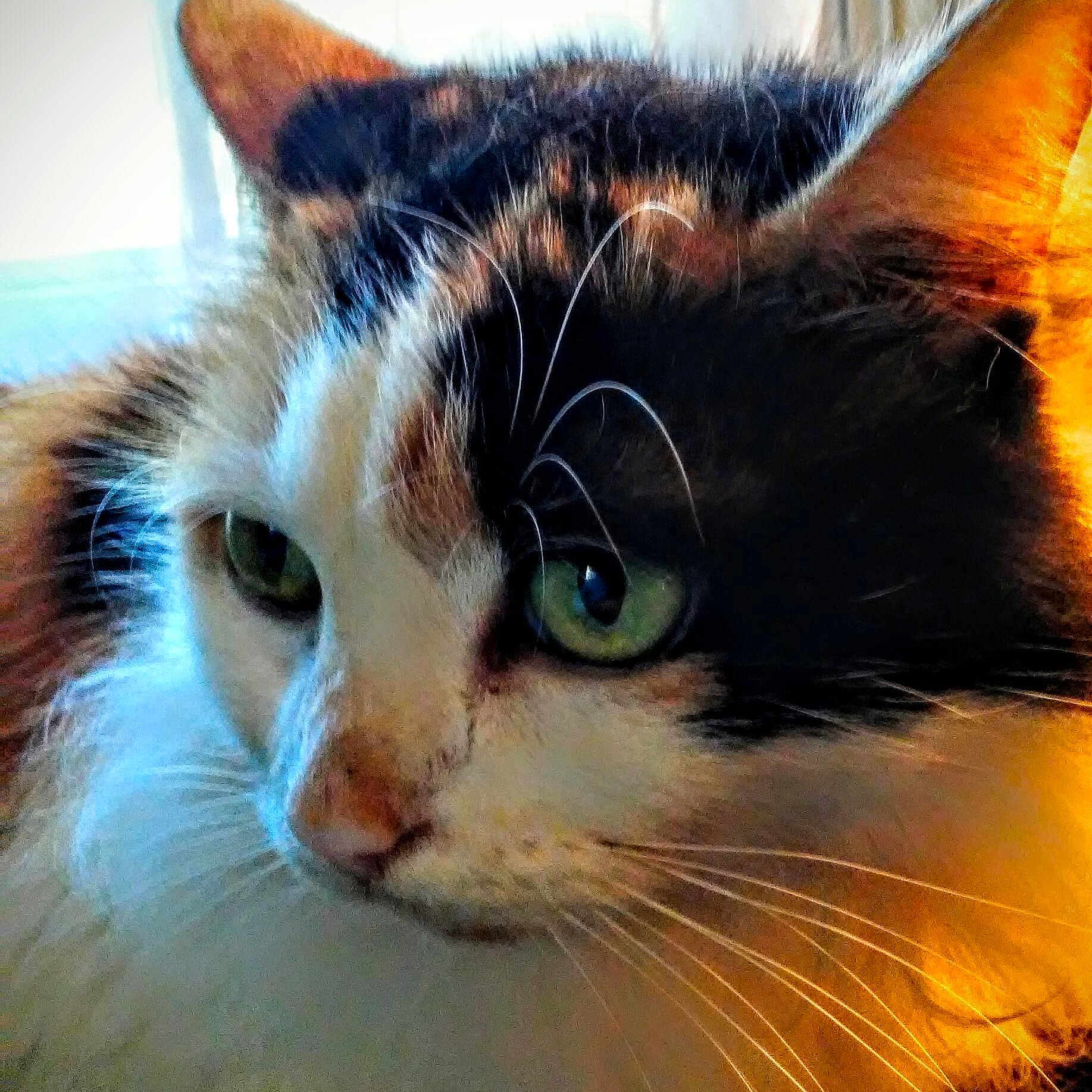 Nala joined the competition — help win amazing prizes! abyssinian, angora, animal, blackcat, brasssection, cat, horn, kitten, manx, musicalinstrument, pet, siamese, snout