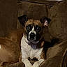 animal, brown_coat, canine, companion, couch, dog, domestic, ears_up, front_legs, furniture, home, indoor, living_room, looking_at_camera, pet, relaxed, resting, seated, white_paws, window_blinds
