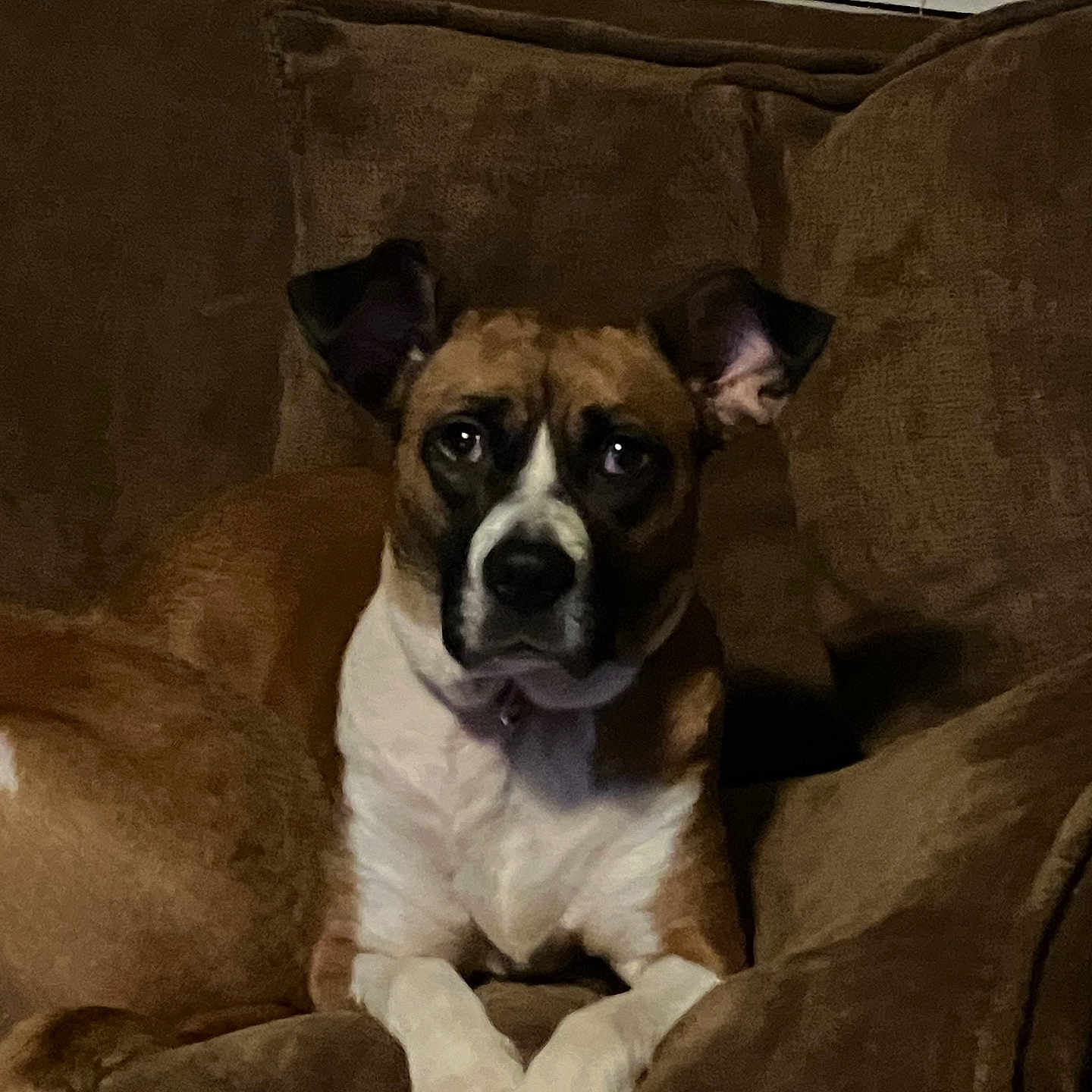 Gabby is registered to the contest to win money with this photo: animal, brown_coat, canine, companion, couch, dog, domestic, ears_up, front_legs, furniture, home, indoor, living_room, looking_at_camera, pet, relaxed, resting, seated, white_paws, window_blinds