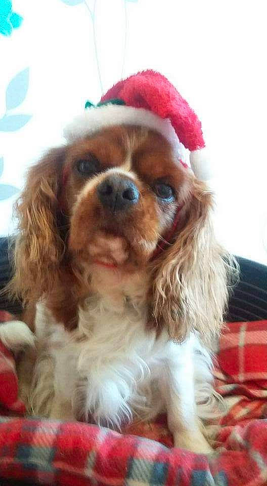 Forest participe au concours pour gagner de l'argent avec cette photo : canidae, carnivore, cavalier_king_charles_spaniel, christmas, cocker_spaniel, companion_dog, dog, dog_breed, fawn, fur, holiday, liver, non_sporting_group, snout, spaniel, sporting_group, tongue, toy_dog, working_animal, working_dog