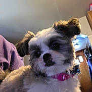 Winnie is registered to the contest to win money with this photo: dog, puppy, pet, fluffy, white_fur, brown_fur, topknot, collar, pink_collar, portrait, close_up, indoors, home, furniture, wooden_chair, couch, person, casual_photo, cute, funny_expression