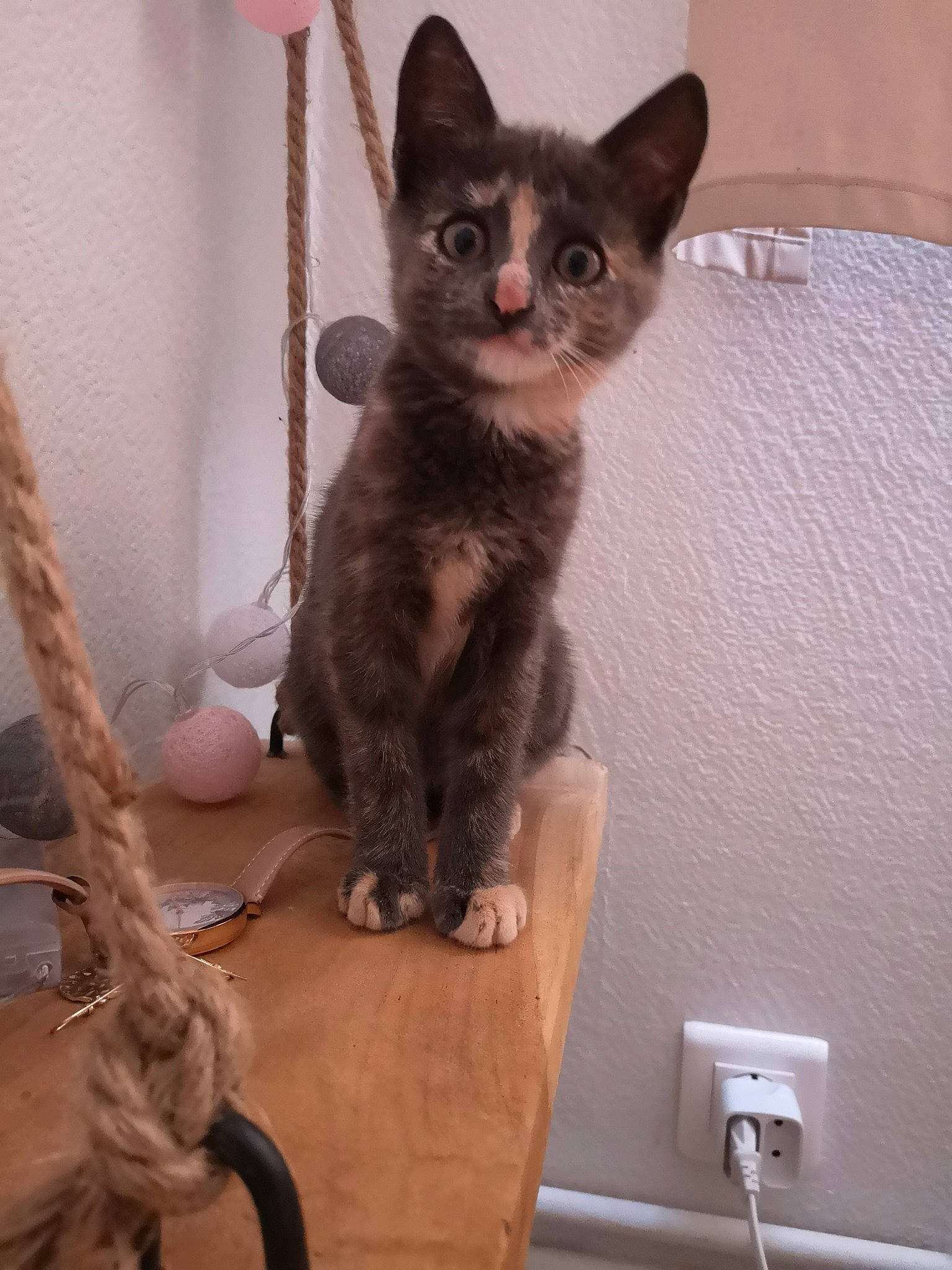 Coco participe au concours pour gagner de l'argent avec cette photo : asian, carnivore, cat, devon_rex, domestic_short_haired_cat, european_shorthair, fawn, felidae, german_rex, kitten, korat, mammal, oriental_shorthair, rex_cat, russian_blue, small_to_medium_sized_cats, vertebrate, whiskers