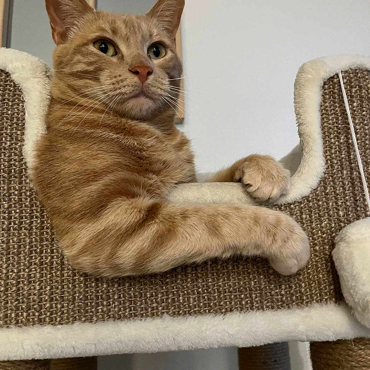 Rainier participe au concours pour gagner de l'argent avec cette photo : animal, calm, cat, cat_tree, cozy, cute, domestic, feline, fur, household, indoor, mammal, orange_tabby, paw, pet, portrait, relaxed, resting, scratching_post, whiskers