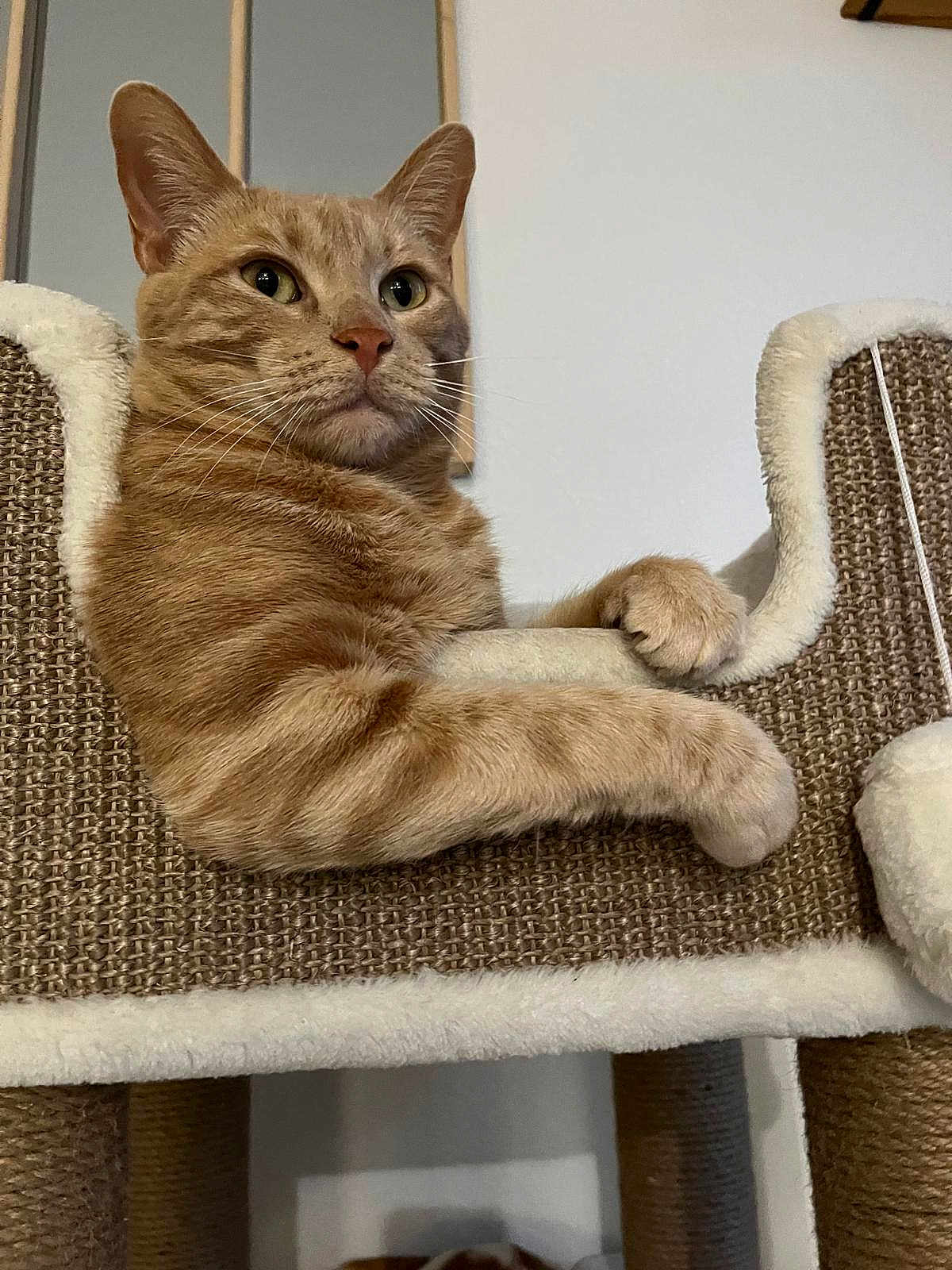 Rainier participe au concours pour gagner de l'argent avec cette photo : cat, orange_tabby, feline, pet, indoor, relaxed, cat_tree, cozy, fur, whiskers, paw, scratching_post, animal, mammal, cute, domestic, resting, portrait, calm, household