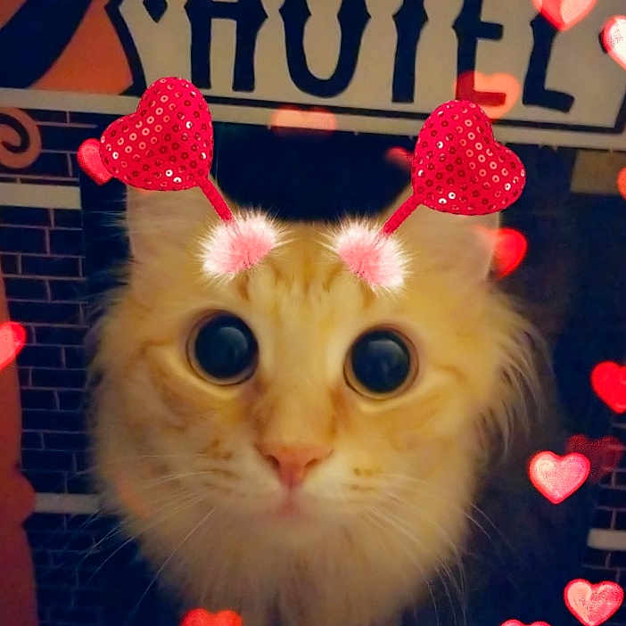 Finnegan joined the competition — help win amazing prizes! carnivore, cat, felidae, fur, kitten, paw, photo_caption, small_to_medium_sized_cats, whiskers
