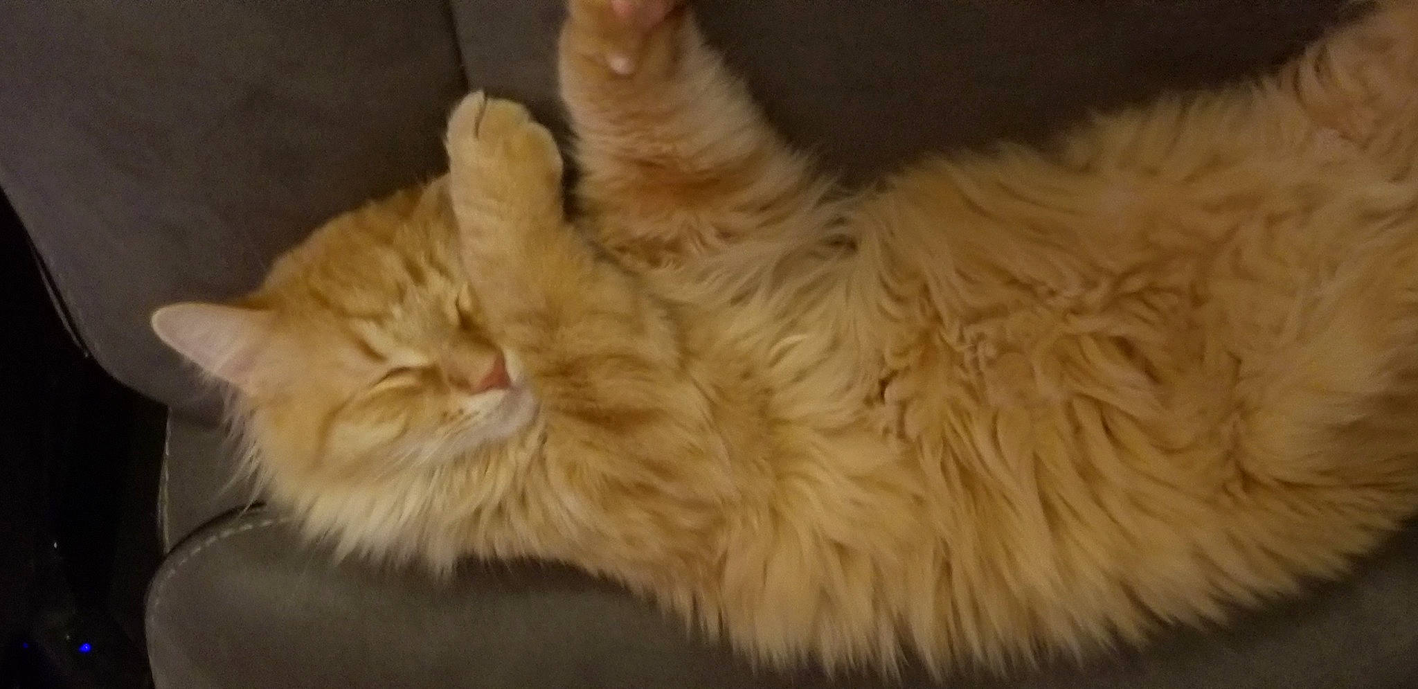 Finnegan joined the competition — help win amazing prizes! asian_semi_longhair, british_semi_longhair, carnivore, cat, claw, domestic_long_haired_cat, fawn, felidae, fur, mammal, norwegian_forest_cat, paw, persian, ragamuffin, siberian, small_to_medium_sized_cats, snout, tabby_cat, vertebrate, whiskers