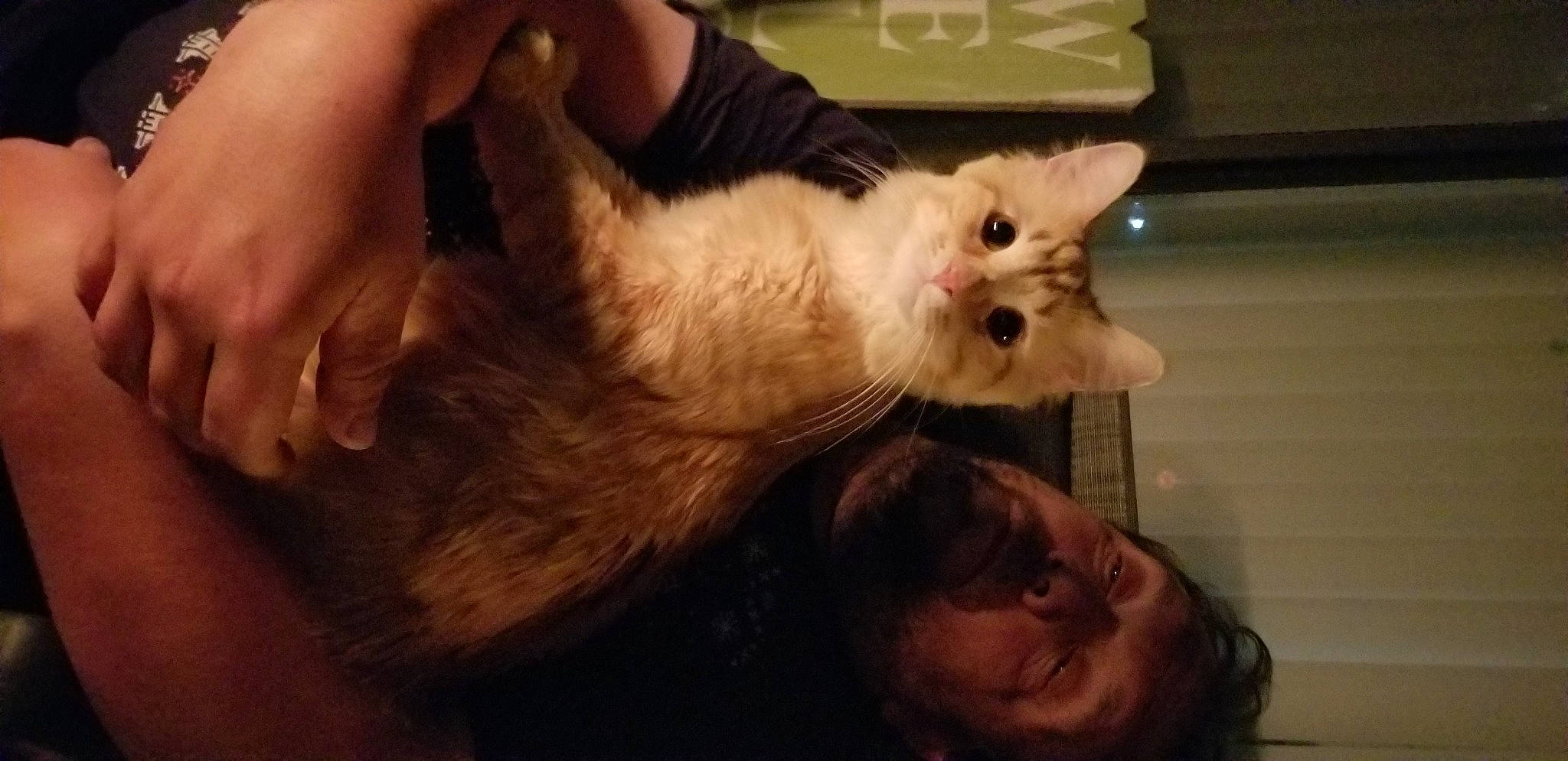 Finnegan joined the competition — help win amazing prizes! carnivore, cat, ear, felidae, fur, gesture, kitten, mouth, nose, ragdoll, small_to_medium_sized_cats, snout, whiskers