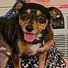 dog, small_dog, black_and_tan, pet, animal, portrait, close_up, happy, smiling, tongue_out, ears, collar, harness, sitting, indoors, air_conditioner, home, fabric, fur, photography