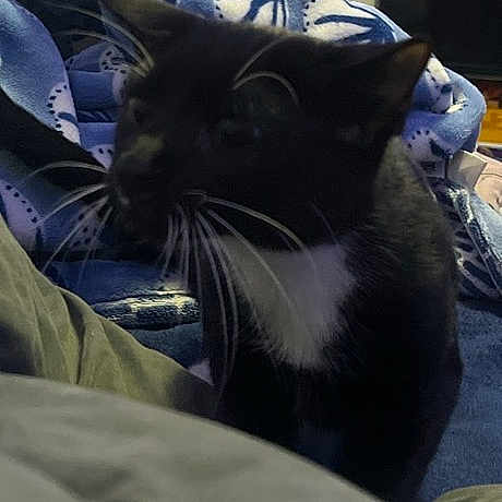 Tux is registered to the contest to win money with this photo: cat, tuxedo_cat, black_and_white, pet, animal, whiskers, fur, sitting, indoors, bedroom, blanket, bedding, television, fan, home, portrait, closeup, relaxed, dark_fur, white_chest