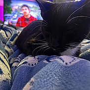 Tux joined the competition — help win amazing prizes! black_cat, cat, pet, animal, sleepy, relaxed, whiskers, fur, close_up, portrait, blanket, bed, cozy, indoors, home, television, background, cuddling, resting, photography