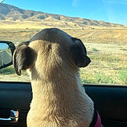 Meatloaf is registered to the contest to win money with this photo: dog, car, window, desert, mountains, sky, sunlight, pet, animal, harness, back_view, outdoor, travel, nature, road_trip, seat, reflection, daytime, scenery, cute