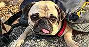 Meatloaf is registered to the contest to win money with this photo: dog, pug, tongue_out, rock, backpack, outdoor, animal, pet, cute, face, fur, ears, eyes, nose, paws, nature, ground, sunlight, leaves, resting