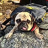 dog, pug, tongue_out, rock, backpack, outdoor, animal, pet, cute, face, fur, ears, eyes, nose, paws, nature, ground, sunlight, leaves, resting