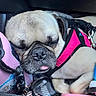 Meatloaf joined the competition — help win amazing prizes! dog, pug, sleeping, harness, pink, tongue_out, close_up, resting, pet, animal, cute, cozy, indoor, colorful, bottle, black, white, fur, napping, relaxed