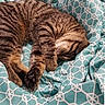 Tiger joined the competition — help win amazing prizes! cat, tabby, sleeping, paw, fur, striped, pet, animal, resting, indoor, blanket, pattern, teal, white, cozy, cute, relaxed, soft, comfort, bed