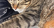 Tiger joined the competition — help win amazing prizes! animal, bed, cat, closeup, cozy, cute, feline, fur, indoor, mammal, paw, peaceful, pet, relaxing, resting, sleeping, soft, striped, tabby_cat, whiskers