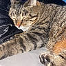 animal, bed, cat, closeup, cozy, cute, feline, fur, indoor, mammal, paw, peaceful, pet, relaxing, resting, sleeping, soft, striped, tabby_cat, whiskers