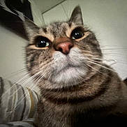 Tiger is registered to the contest to win money with this photo: cat, tabby, close_up, indoor, pet, animal, whiskers, nose, face, fur, curious, looking_up, striped, cushion, cozy, domestic, feline, ears, background, home